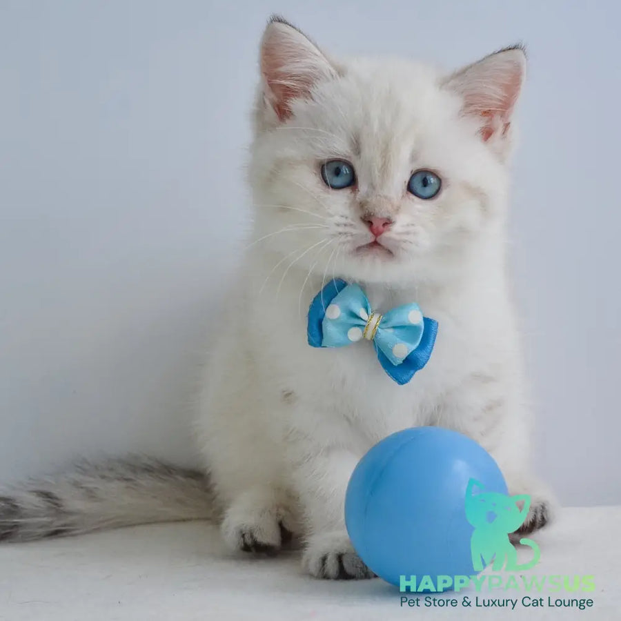 Iman British Shorthair male black golden tabby pointed - live animals