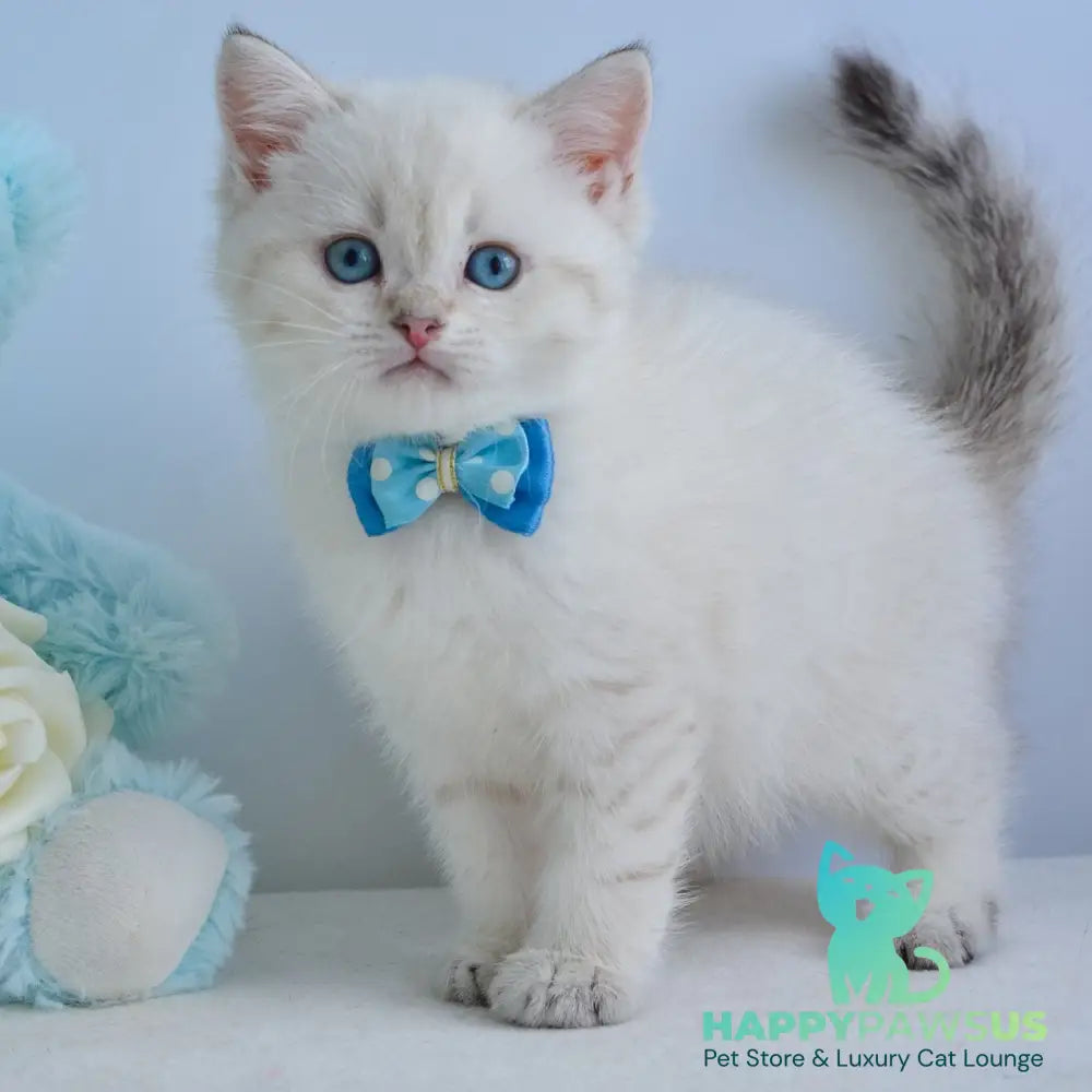 Iman British Shorthair male black golden tabby pointed - live animals