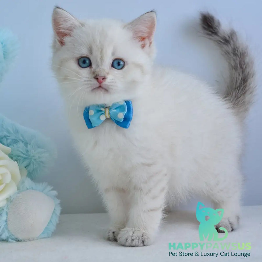 Iman British Shorthair male black golden tabby pointed - live animals
