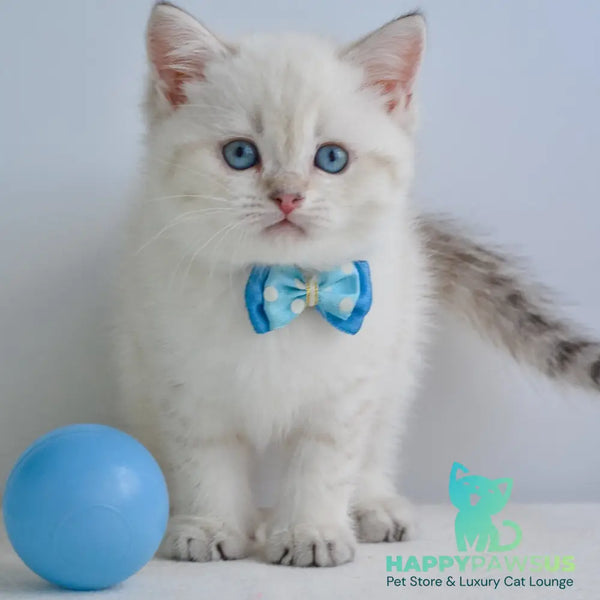 Iman British Shorthair male black golden tabby pointed - live animals