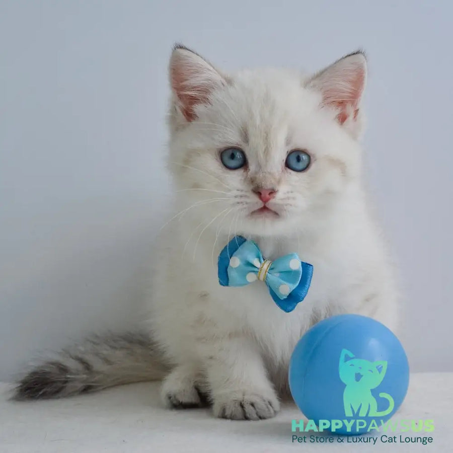 Iman British Shorthair male black golden tabby pointed - live animals