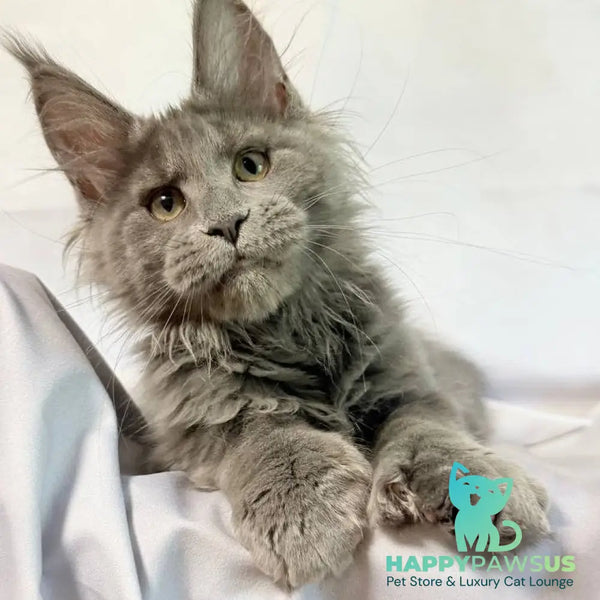 Imany Maine Coon polydactyl 5x5x6x6 female blue silver - live animals