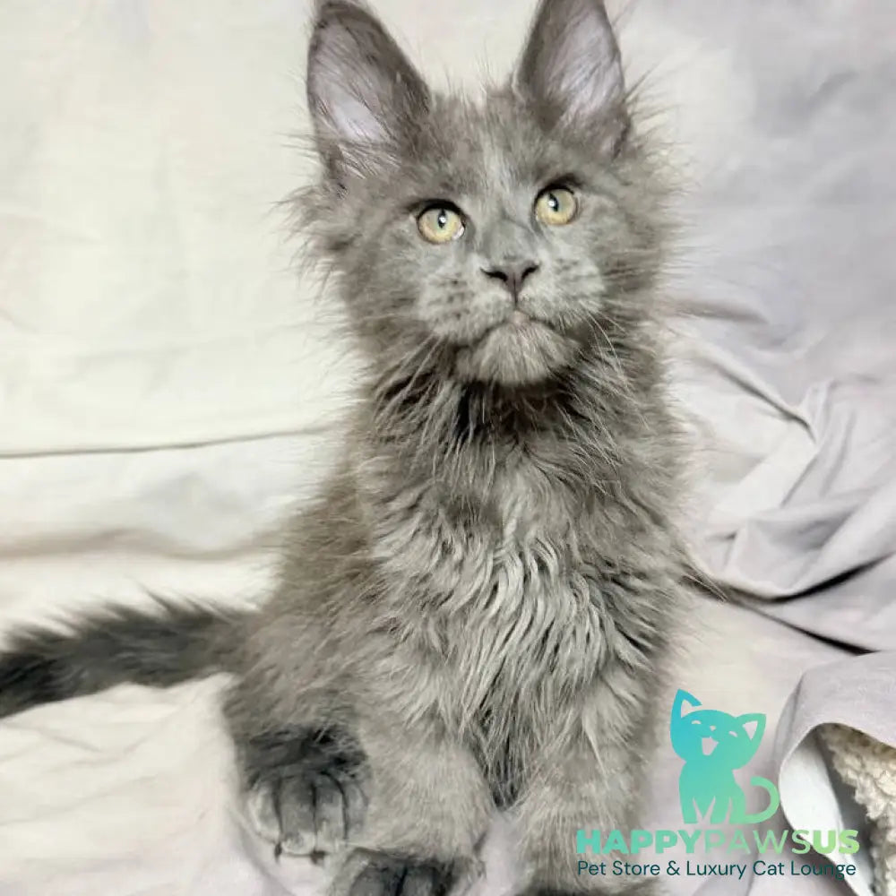 Imany Maine Coon polydactyl 5x5x6x6 female blue silver - live animals