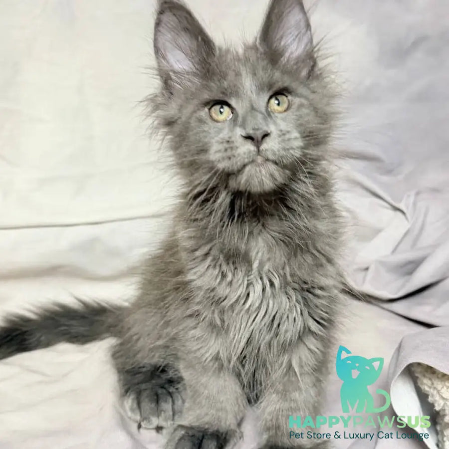 Imany Maine Coon polydactyl 5x5x6x6 female blue silver - live animals