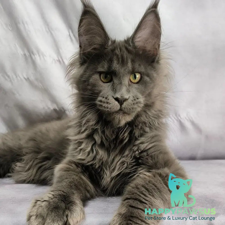 Imany Maine Coon polydactyl 5x5x6x6 female blue silver - live animals