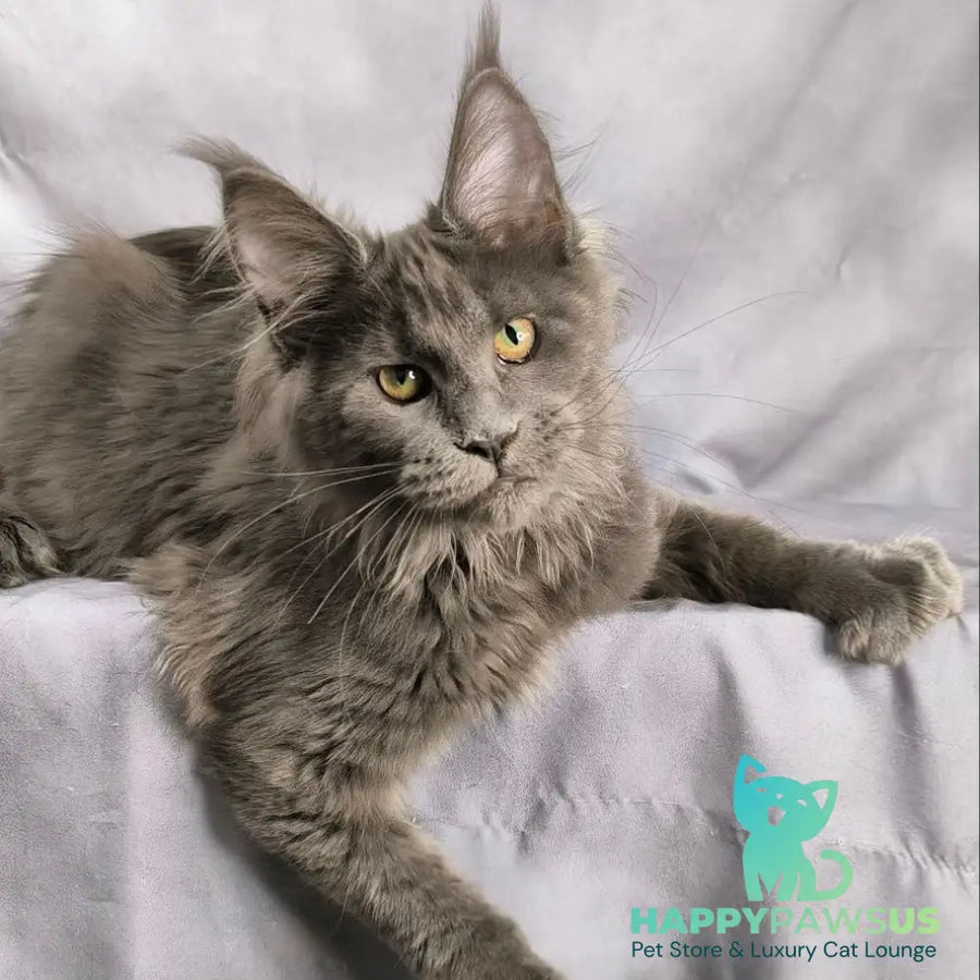 Imany Maine Coon polydactyl 5x5x6x6 female blue silver - live animals