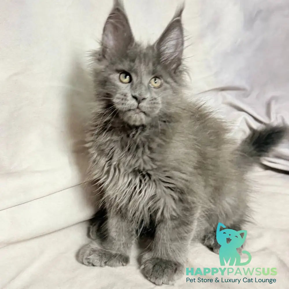 Imany Maine Coon polydactyl 5x5x6x6 female blue silver - live animals