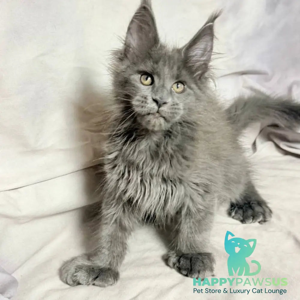Imany Maine Coon polydactyl 5x5x6x6 female blue silver - live animals