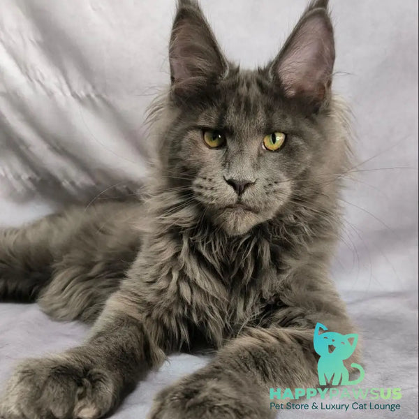 Imany Maine Coon polydactyl 5x5x6x6 female blue silver - live animals