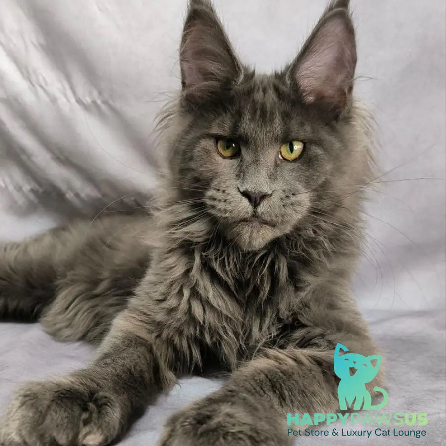 Imany Maine Coon polydactyl 5x5x6x6 female blue silver - live animals