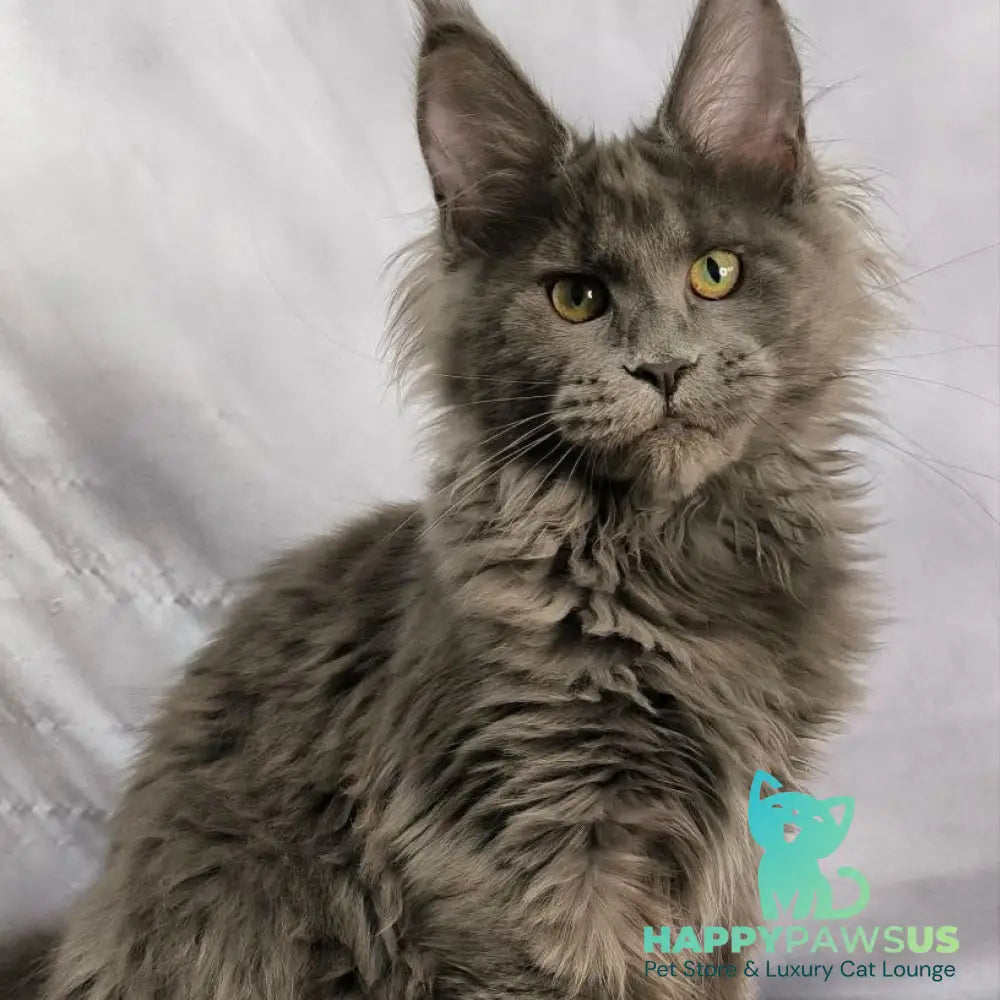 Imany Maine Coon polydactyl 5x5x6x6 female blue silver - live animals