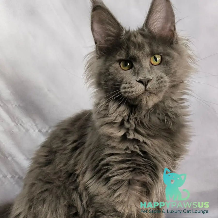 Imany Maine Coon polydactyl 5x5x6x6 female blue silver - live animals