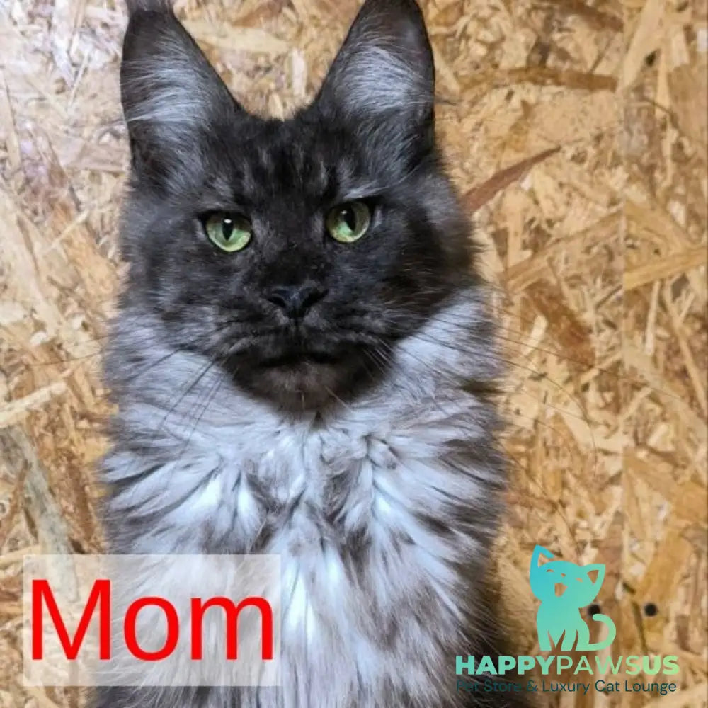 Imany Maine Coon polydactyl 5x5x6x6 female blue silver - live animals