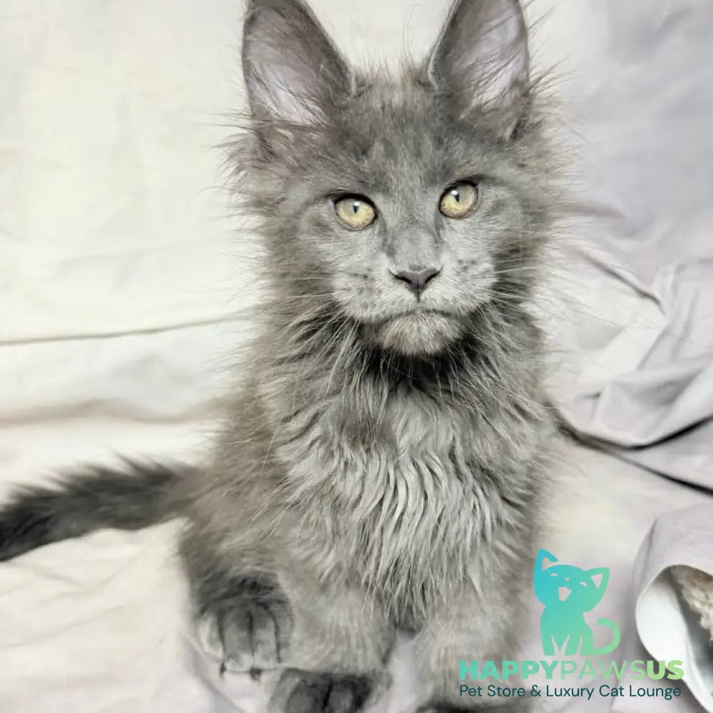 Imany Maine Coon polydactyl 5x5x6x6 female blue silver - live animals