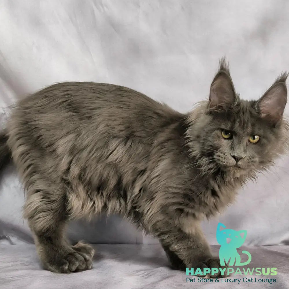 Imany Maine Coon polydactyl 5x5x6x6 female blue silver - live animals
