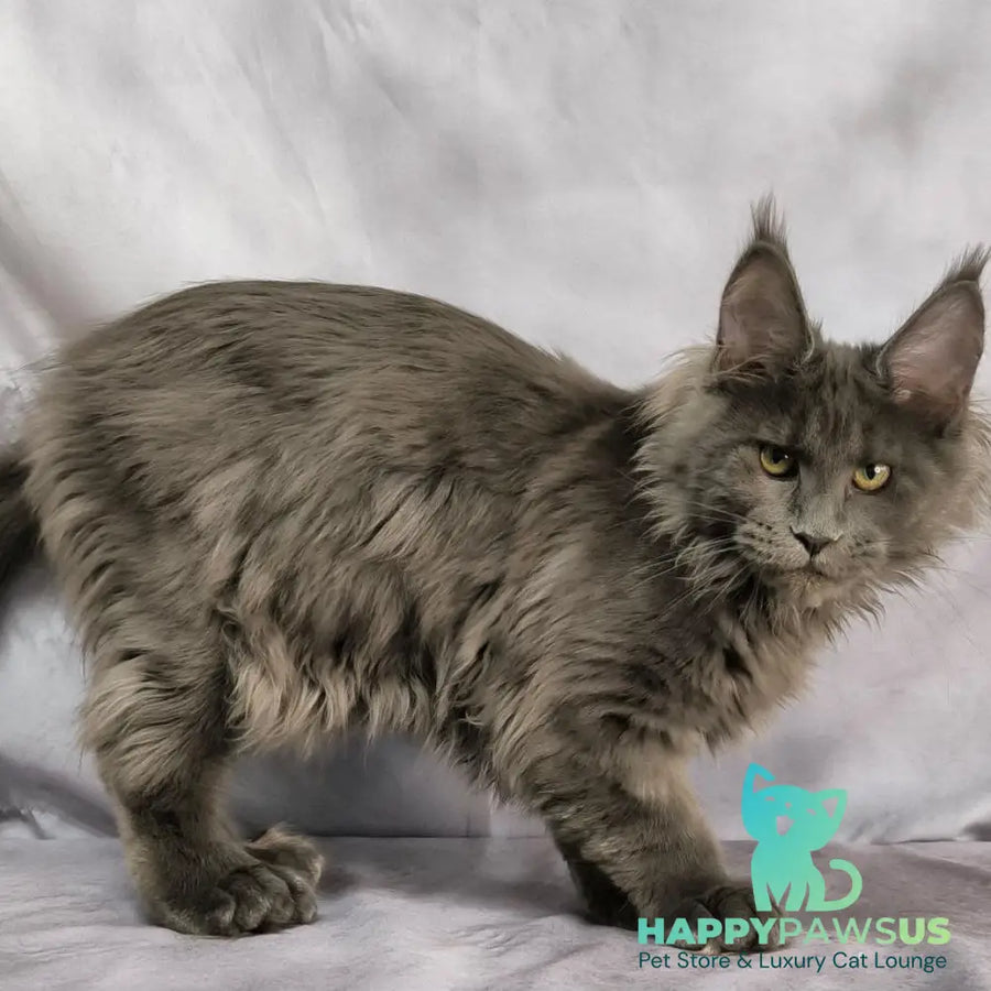 Imany Maine Coon polydactyl 5x5x6x6 female blue silver - live animals