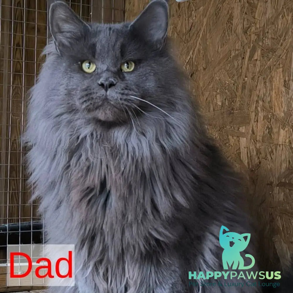 Imany Maine Coon polydactyl 5x5x6x6 female blue silver - live animals