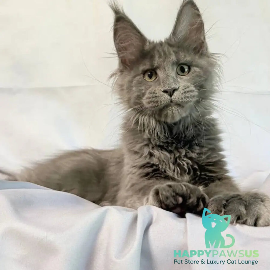 Imany Maine Coon polydactyl 5x5x6x6 female blue silver - live animals