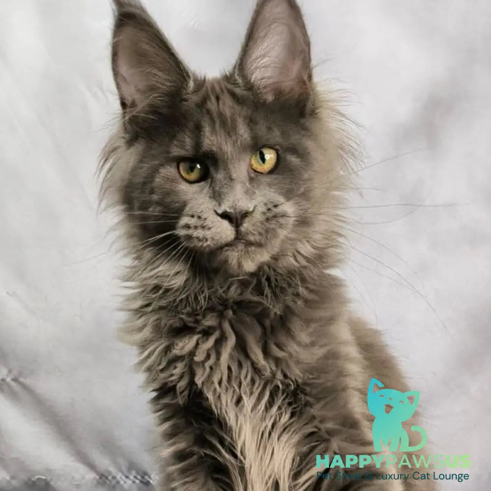 Imany Maine Coon polydactyl 5x5x6x6 female blue silver - live animals