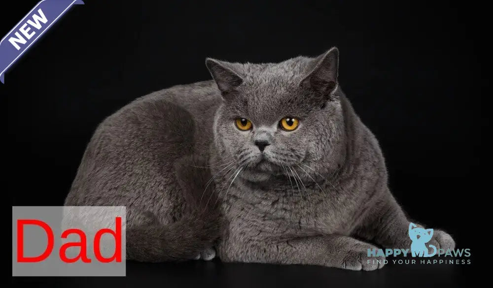 Imbir British Shorthair male lilac live animals