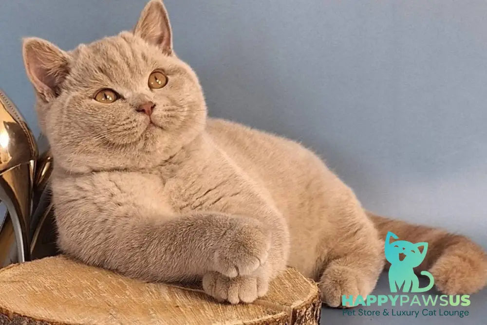 Imbir British Shorthair male lilac live animals