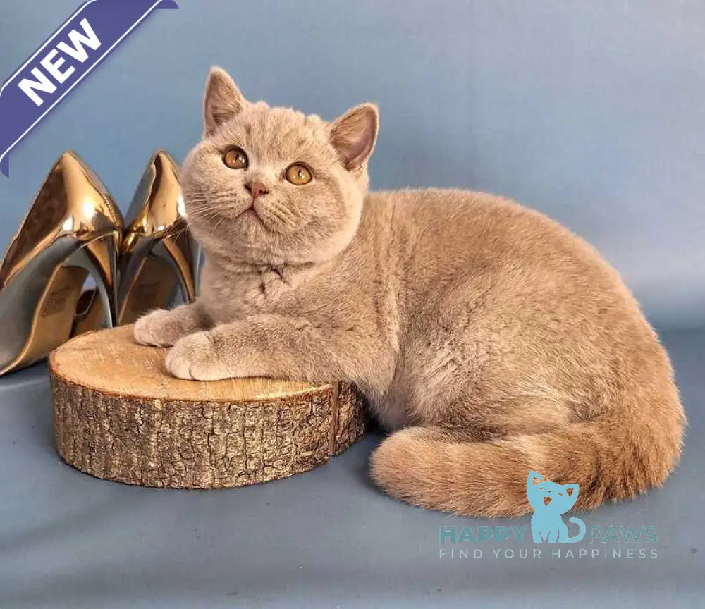 Imbir British Shorthair male lilac live animals