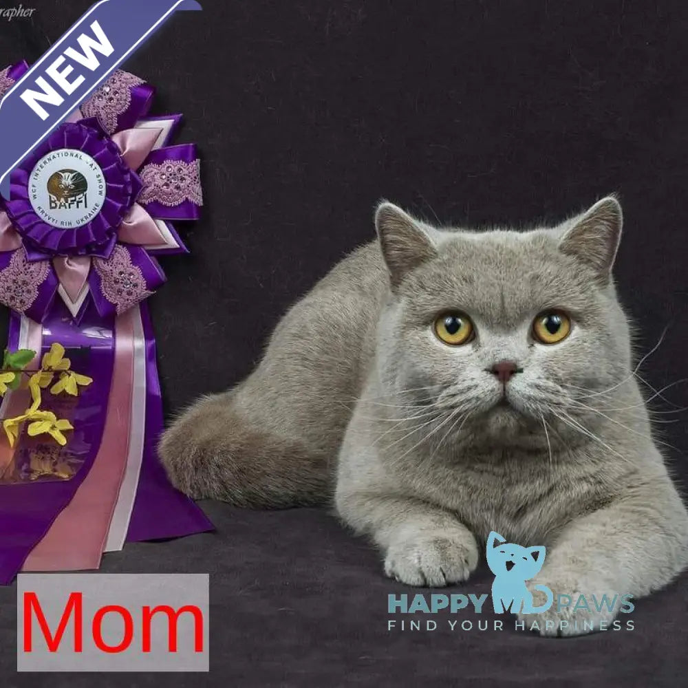 Imbir British Shorthair male lilac live animals