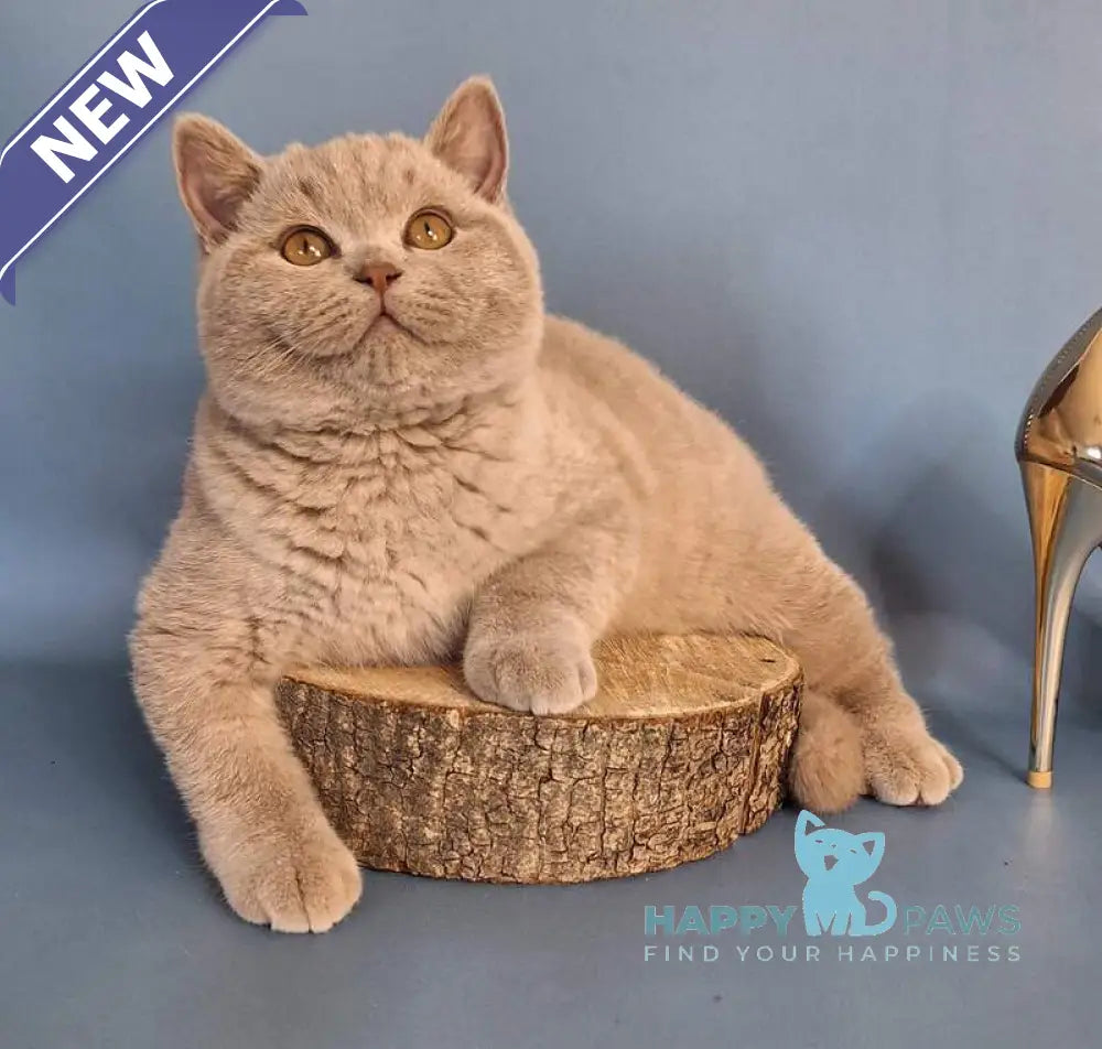 Imbir British Shorthair male lilac live animals