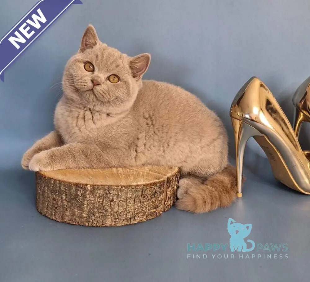 Imbir British Shorthair male lilac live animals