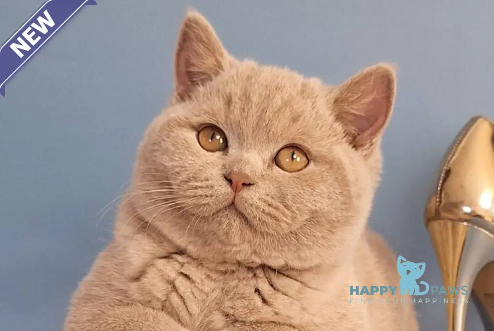 Imbir British Shorthair male lilac live animals