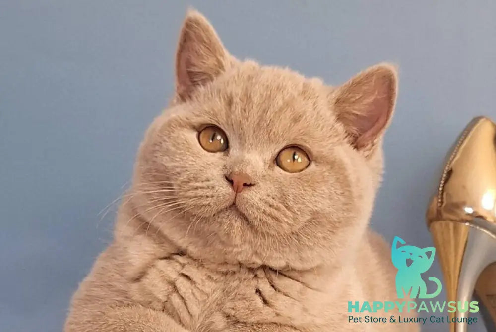 Imbir British Shorthair male lilac live animals