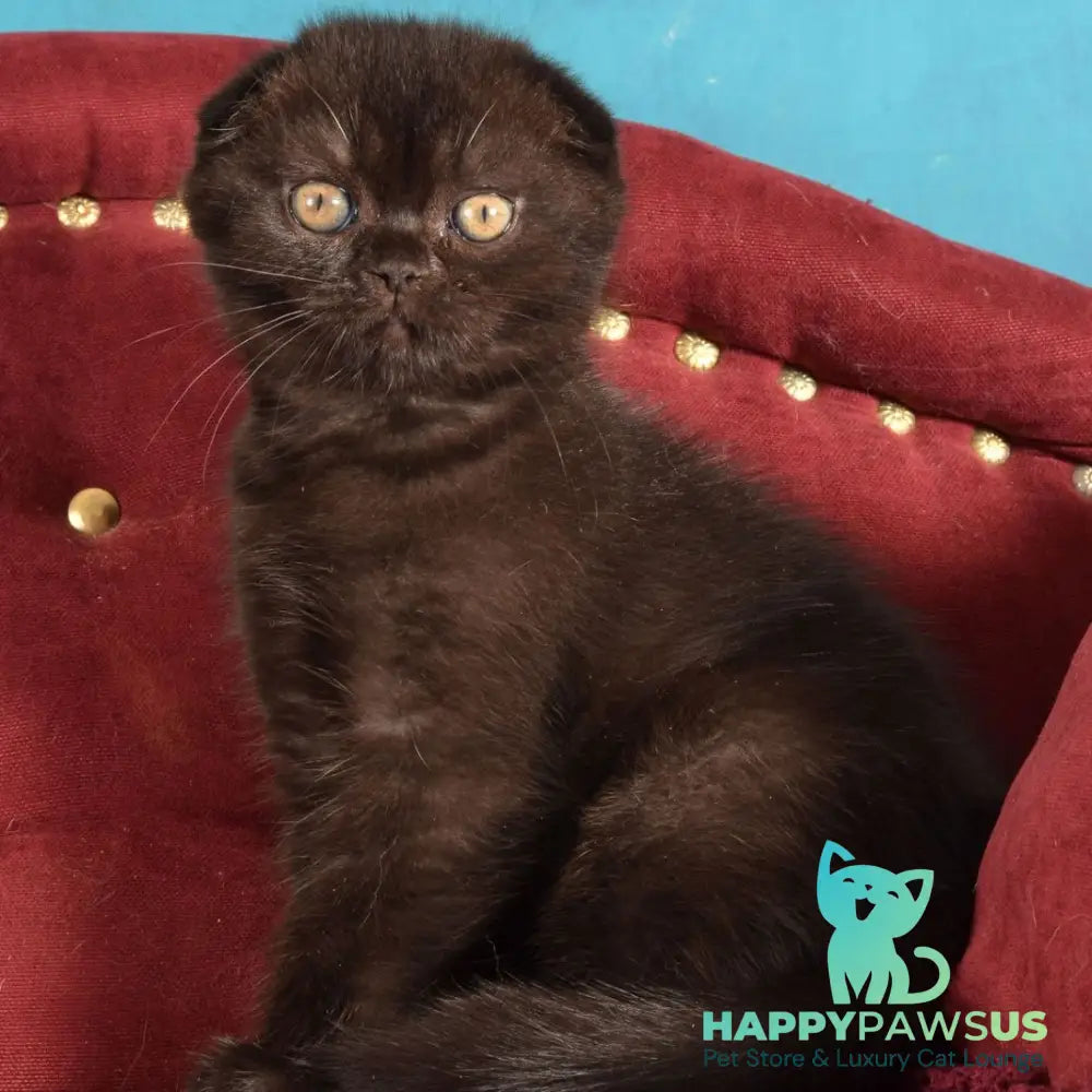 Imbir Scottish Fold male black - live animals