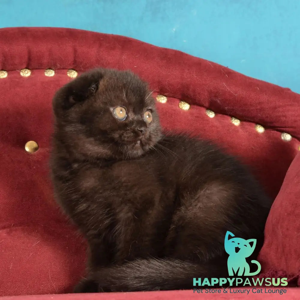 Imbir Scottish Fold male black - live animals
