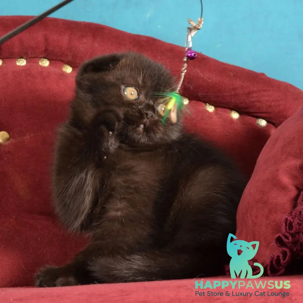 Imbir Scottish Fold male black - live animals