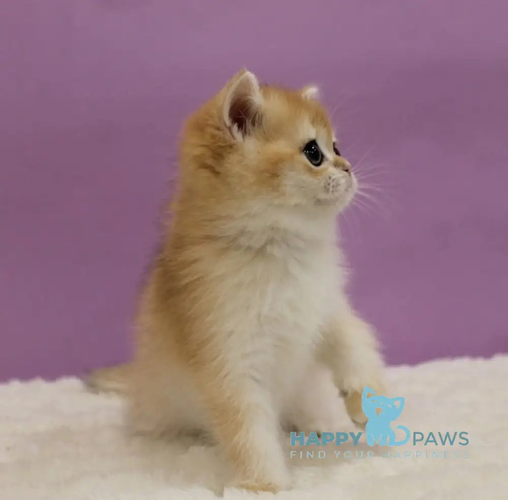 Imbir Scottish Straight male black golden chinchilla - live animals