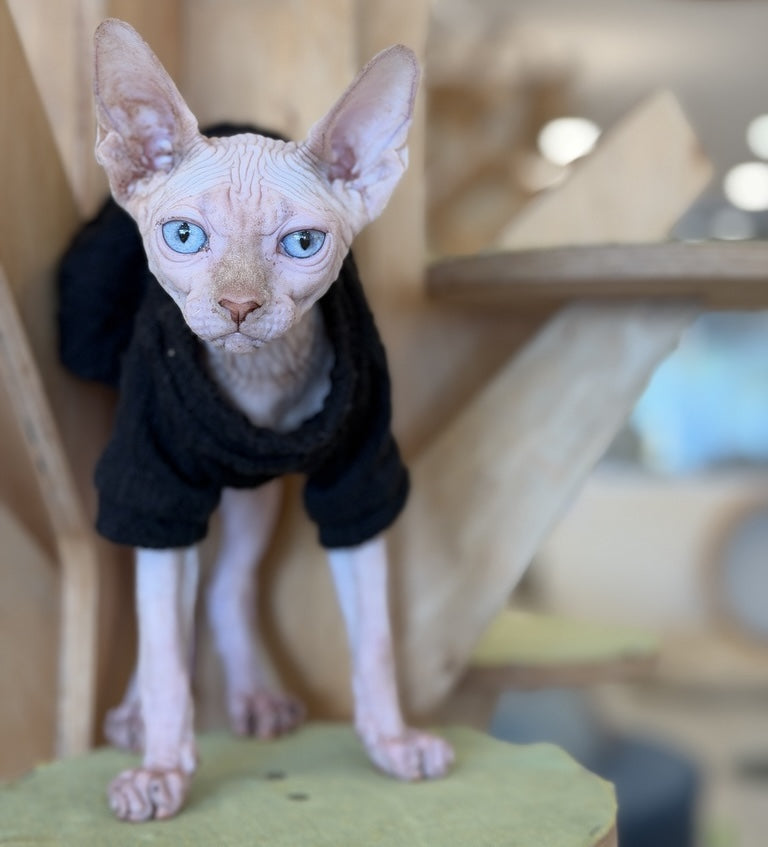 Milo Canadian Sphynx male, cream pointed