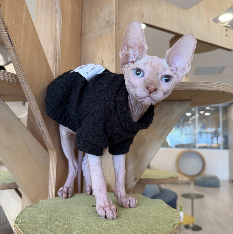 Milo Canadian Sphynx male, cream pointed