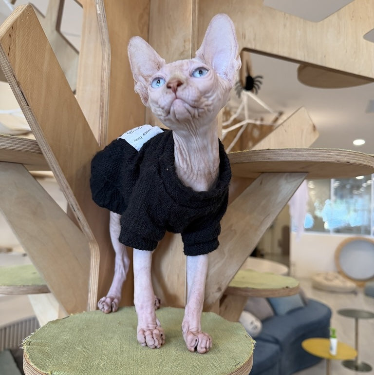Milo Canadian Sphynx male, cream pointed