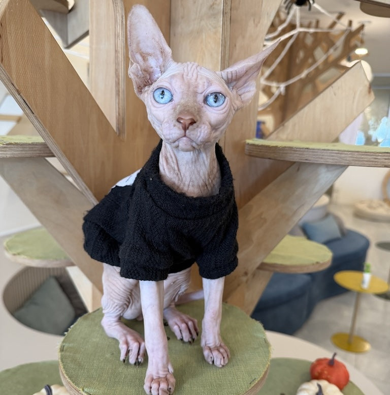 Milo Canadian Sphynx male, cream pointed