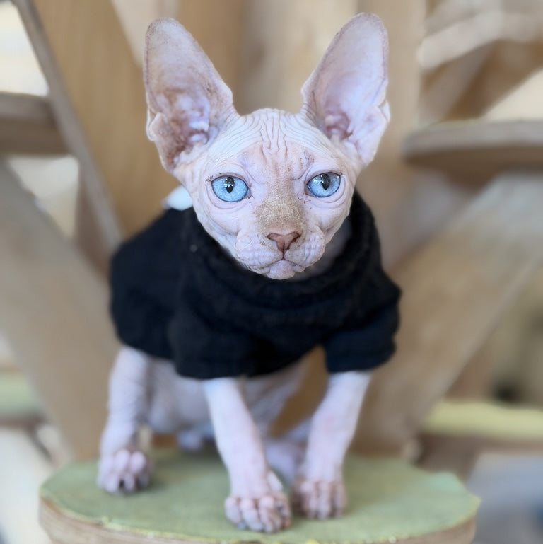 Milo Canadian Sphynx male, cream pointed