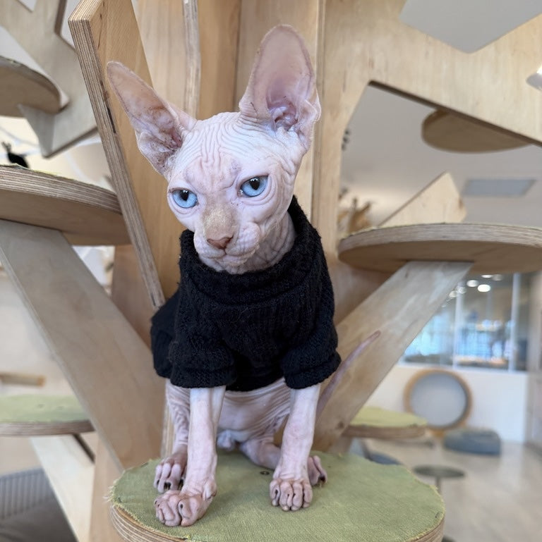 Milo Canadian Sphynx male, cream pointed
