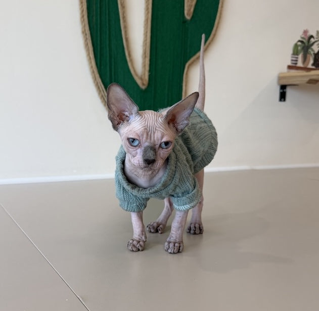 Mila Canadian Sphynx female, blue pointed