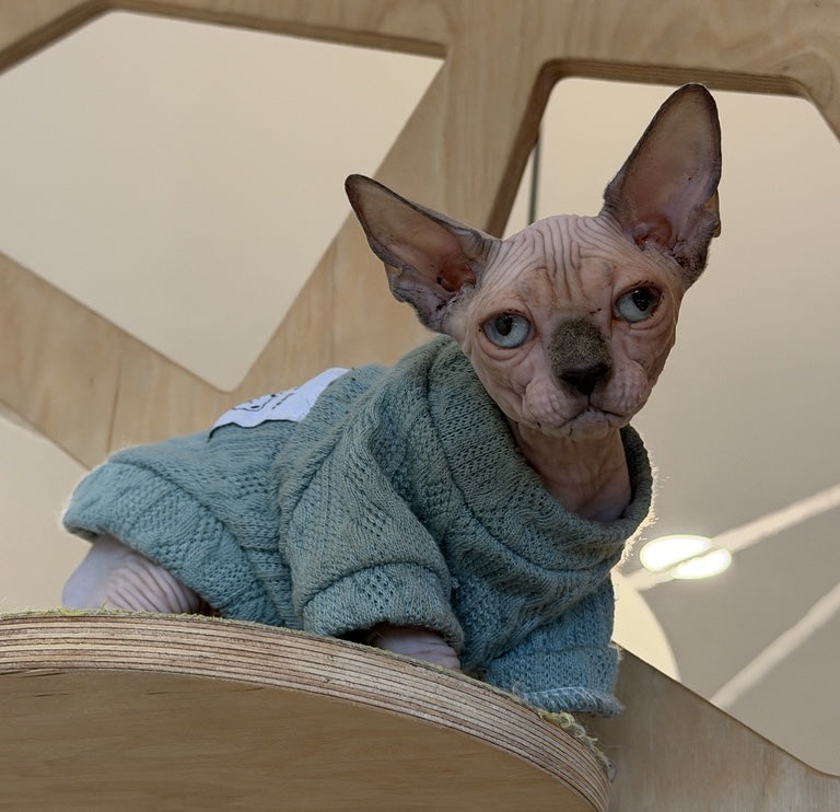 Mila Canadian Sphynx female, blue pointed