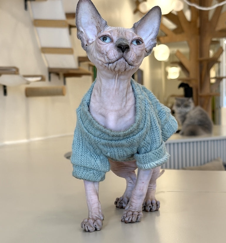 Mila Canadian Sphynx female, blue pointed