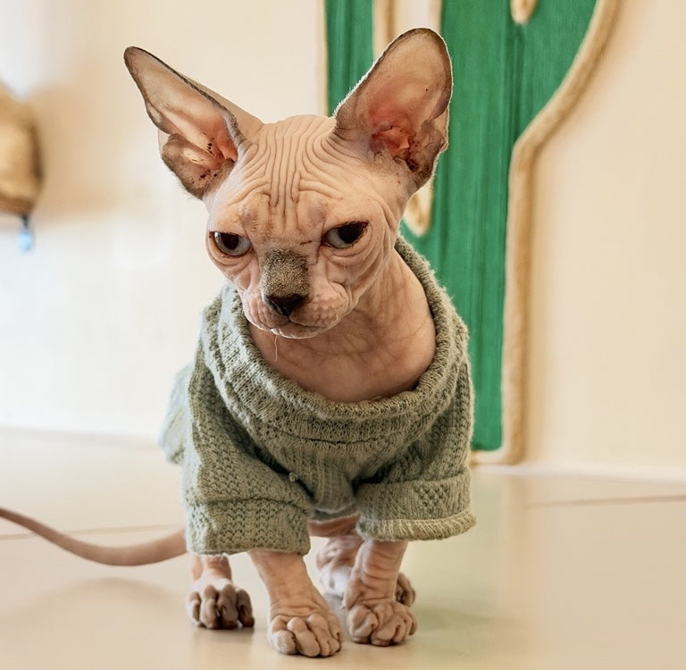 Mila Canadian Sphynx female, blue pointed