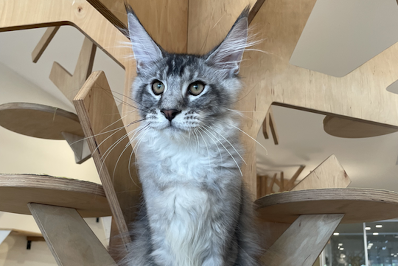 Diamond Maine Coon polydactyl male, black silver ticked tabby