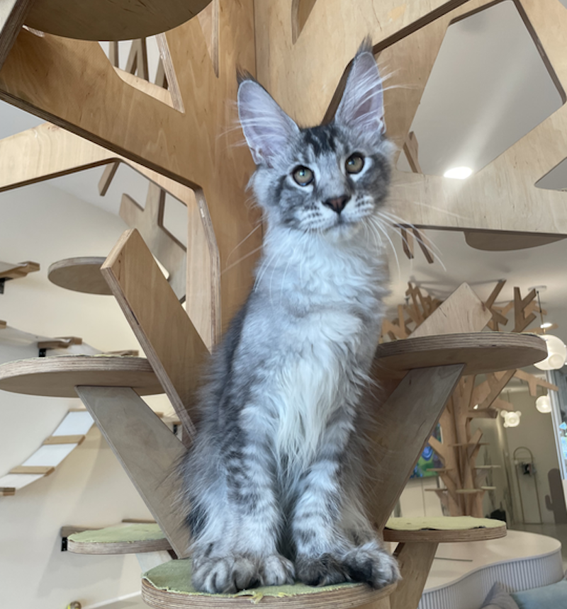 Diamond Maine Coon polydactyl male, black silver ticked tabby