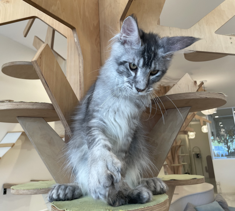 Diamond Maine Coon polydactyl male, black silver ticked tabby