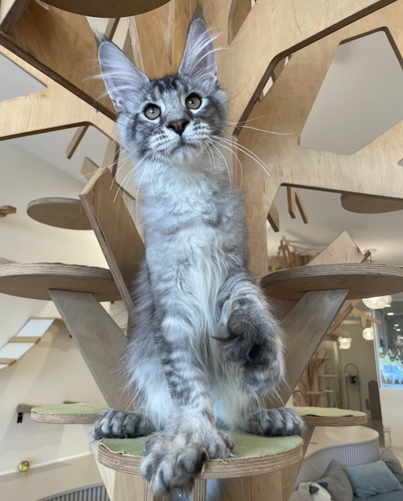 Diamond Maine Coon polydactyl male, black silver ticked tabby