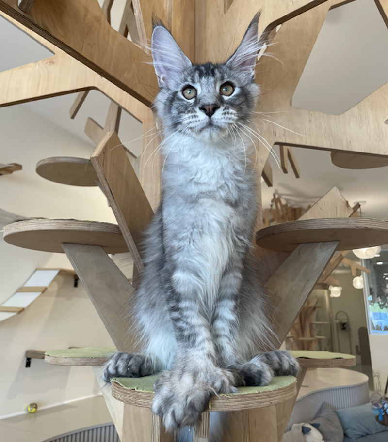Diamond Maine Coon polydactyl male, black silver ticked tabby